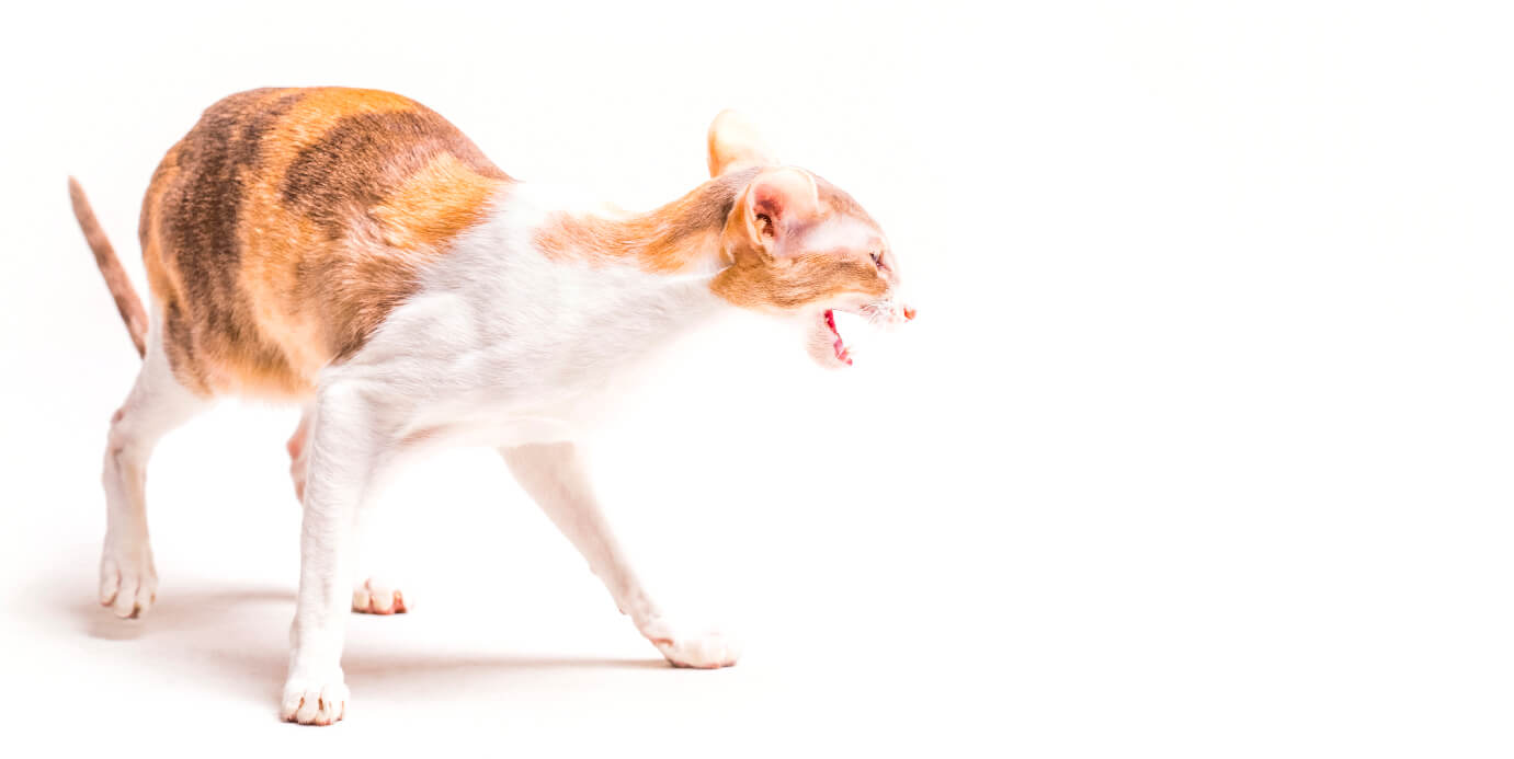 A EAD para felinos ainda está em fase de desenvolvimento