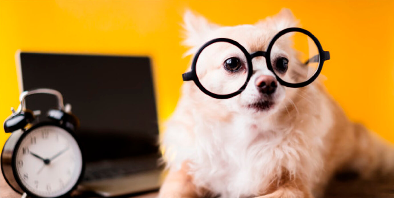 A novidade é aberta para todos os cãezinhos entre 3 e 12 anos